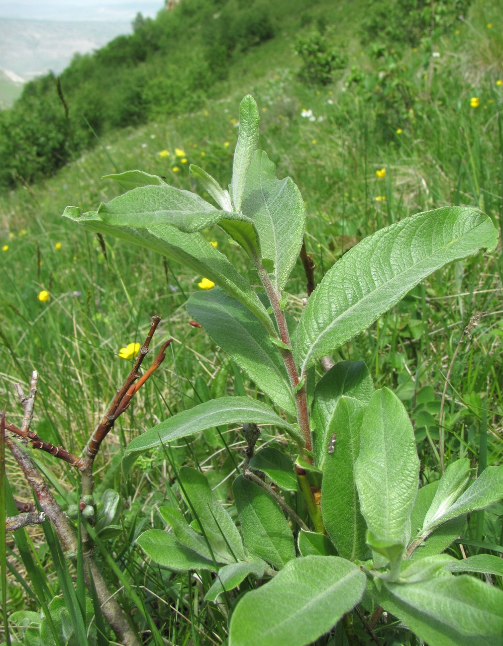 Image of Salix kuznetzowii specimen.