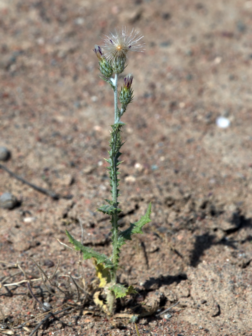 Image of Carduus cinereus specimen.