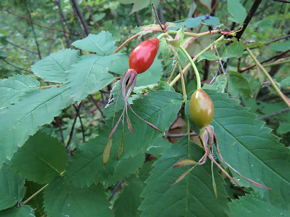 Image of genus Rosa specimen.