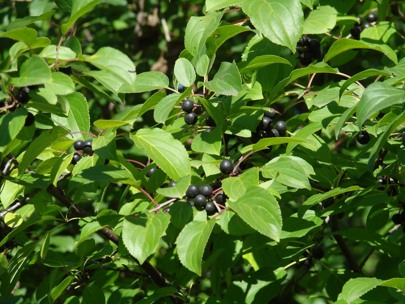 Image of Rhamnus cathartica specimen.