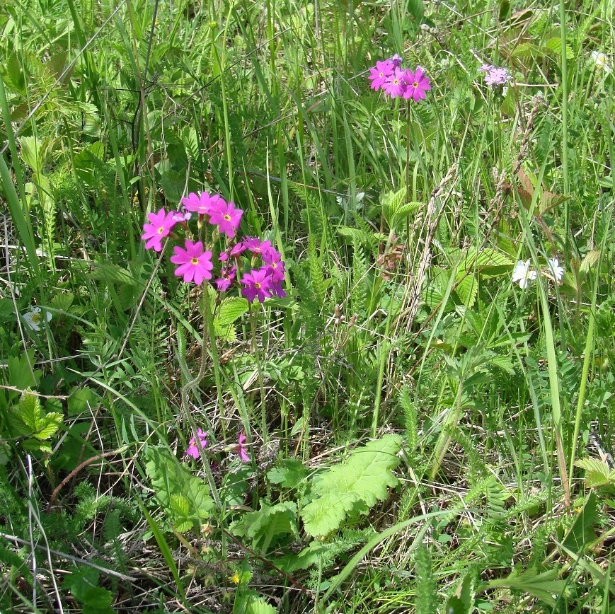 Image of Primula cortusoides specimen.