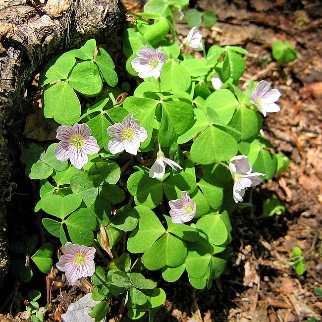 Изображение особи Oxalis acetosella.