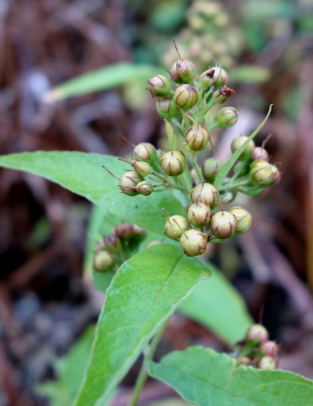 Image of Lysimachia vulgaris specimen.