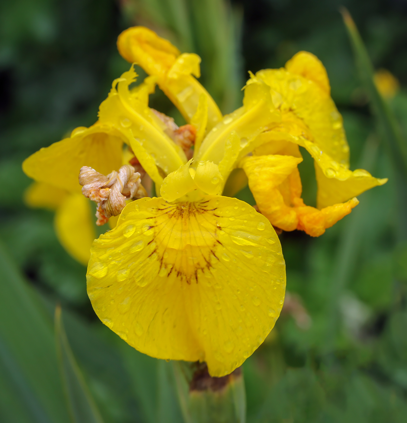 Изображение особи Iris pseudacorus.