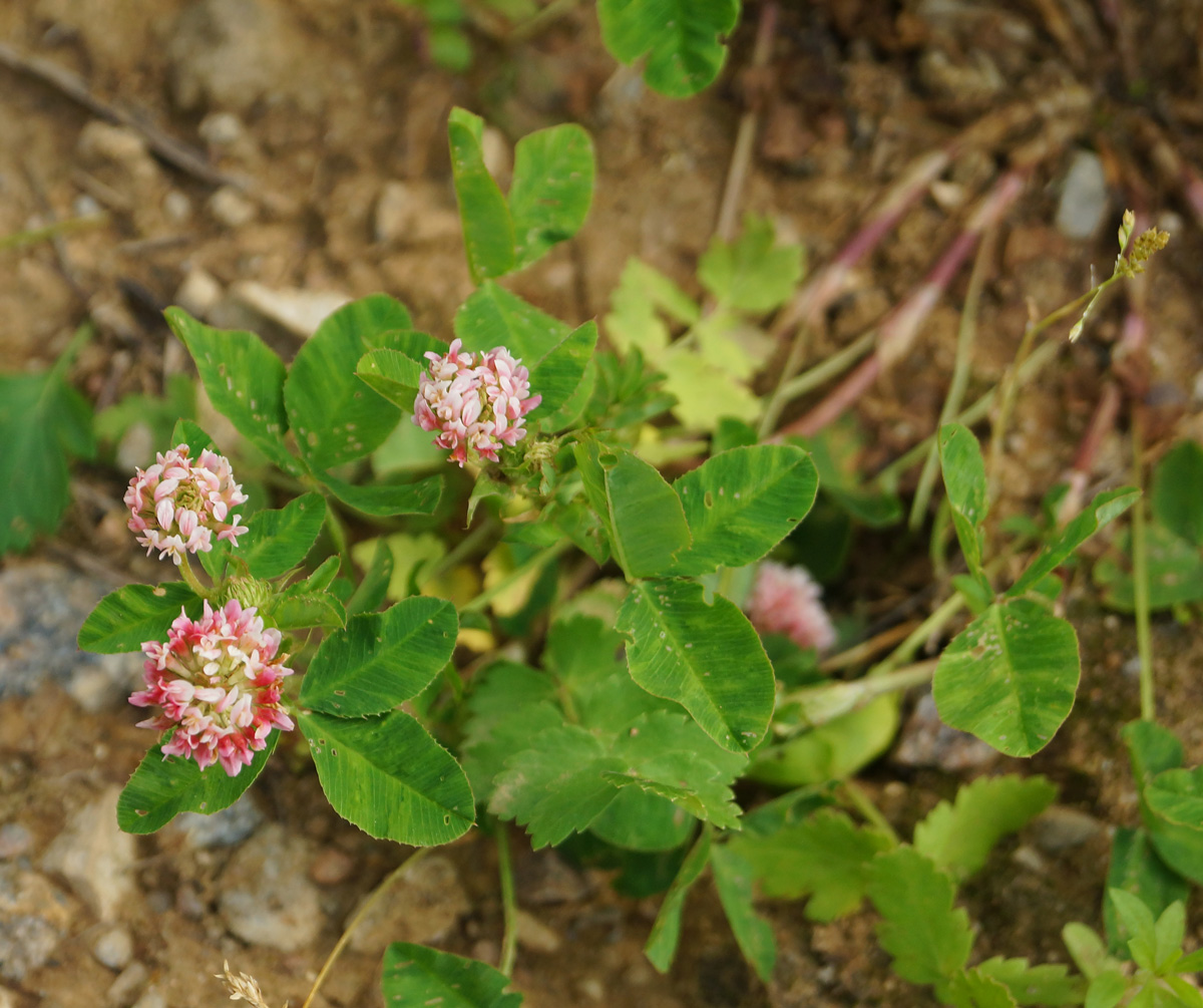 Изображение особи Trifolium hybridum.