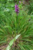 Dactylorhiza fuchsii. Цветущее растение. Пермский край, подножие Вогульского камня, долина р. Жигалан, смешанный лес, берег ручья вдоль дороги. 30.06.2010.