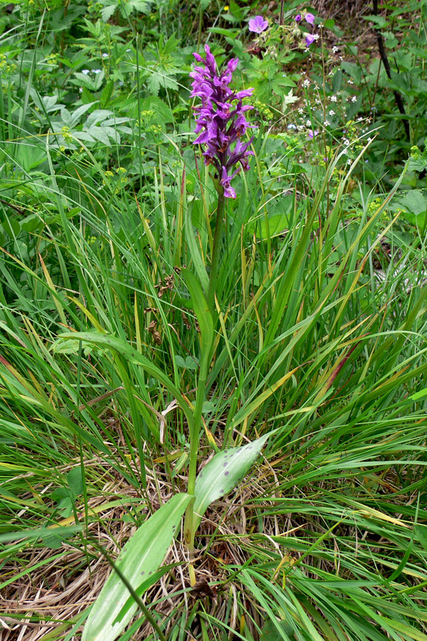 Image of Dactylorhiza fuchsii specimen.