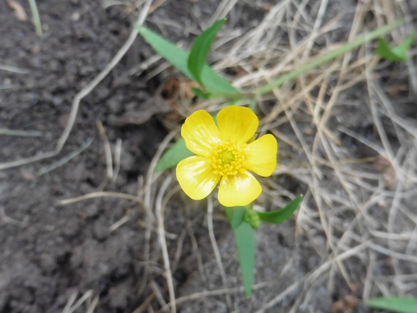 Изображение особи Ranunculus flammula.