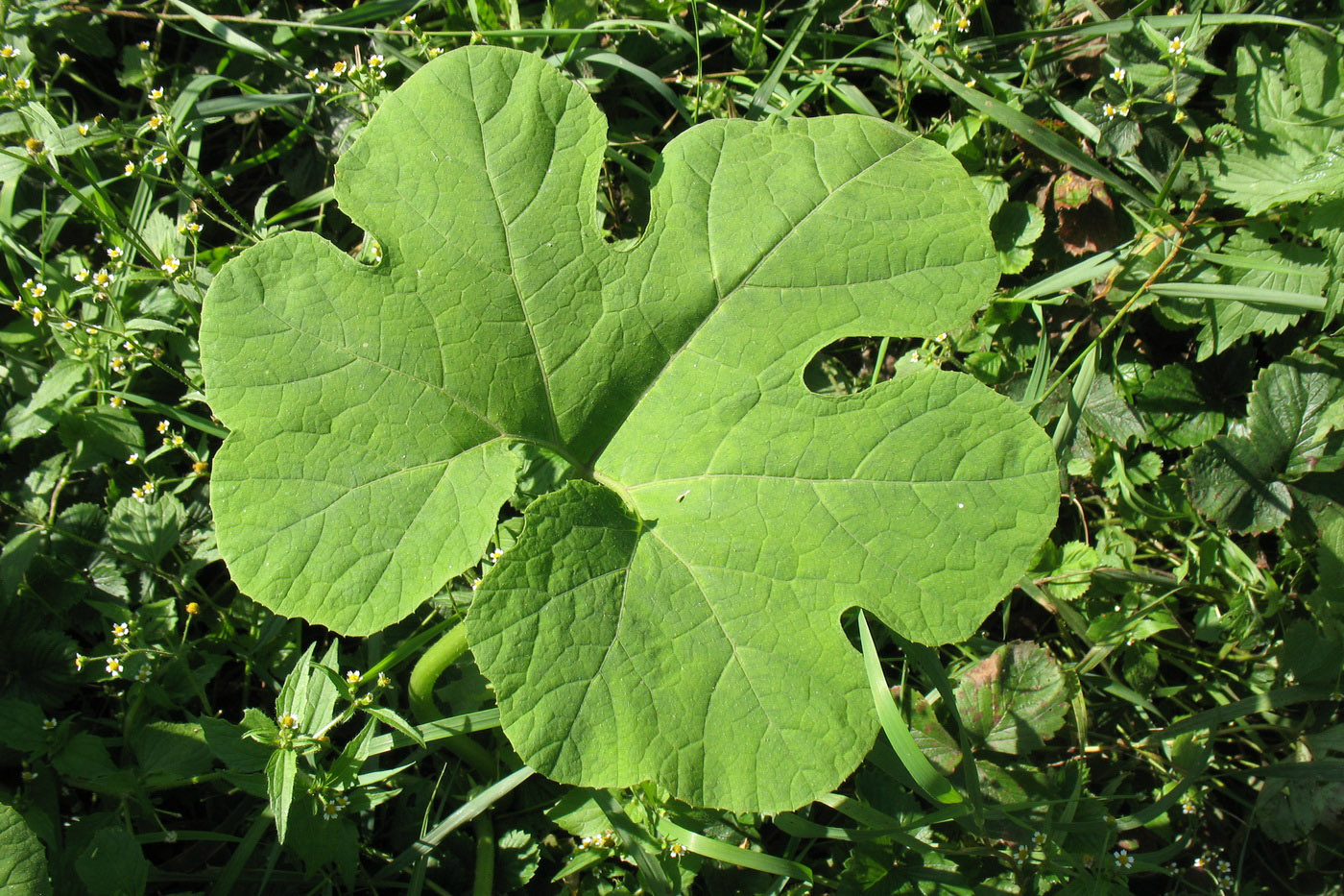 Image of Cucurbita ficifolia specimen.