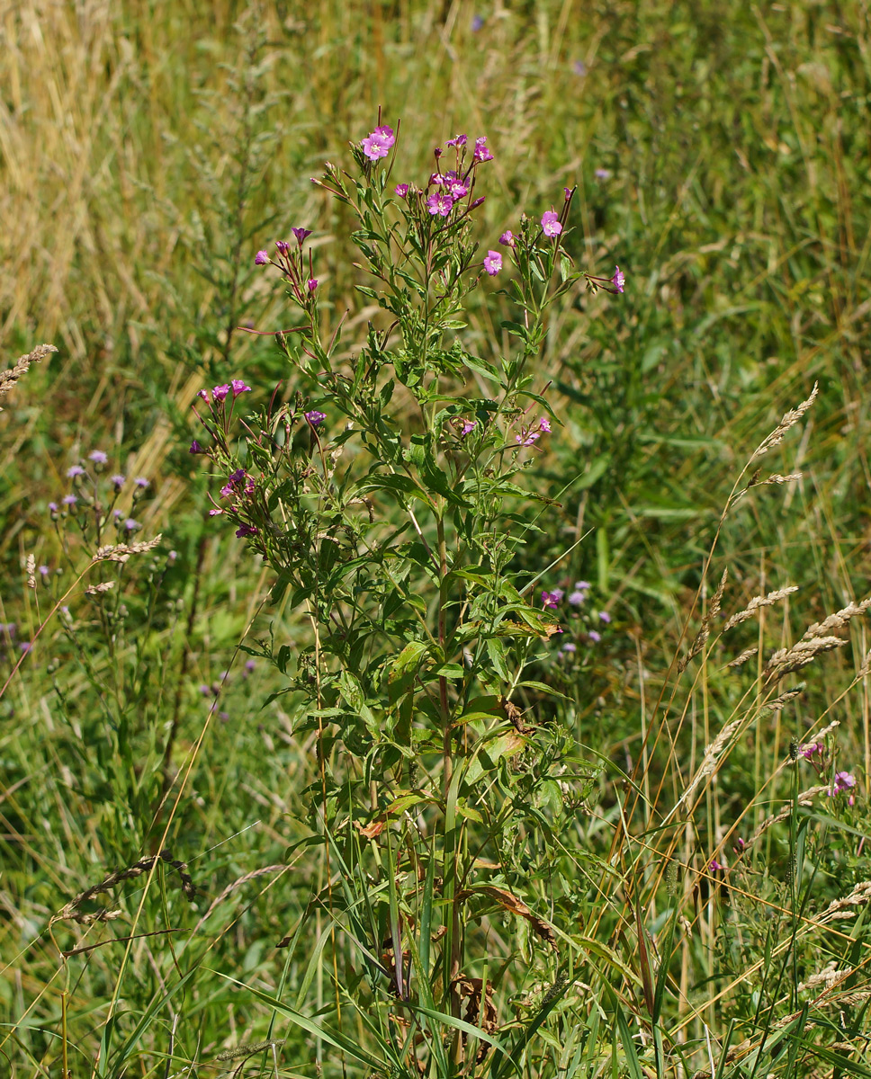 Image of Epilobium hirsutum specimen.