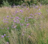 Verbena bonariensis. Цветущие растения (среди Molinia caerulea ssp. arundinacea). Москва, парк Горького, в озеленении. 17.09.2020.