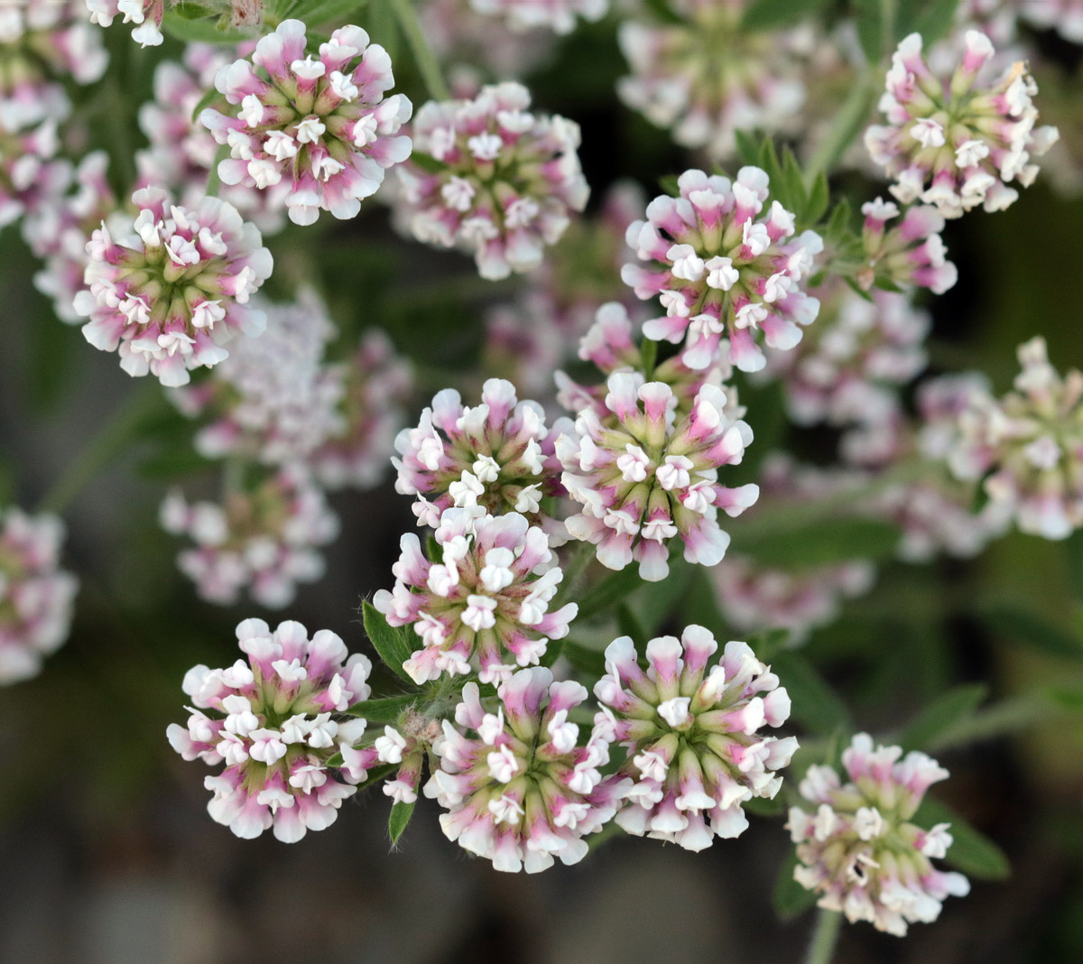 Изображение особи Dorycnium herbaceum.