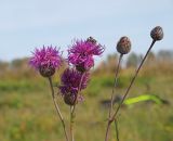 Centaurea scabiosa. Верхушка цветущего растения, отросшего после скашивания, с пчелой на соцветии. Ульяновская обл., Мелекесский р-н, окр. с. Лебяжье, опушка лесополосы на краю поля с посевами озимых. 27.09.2020.