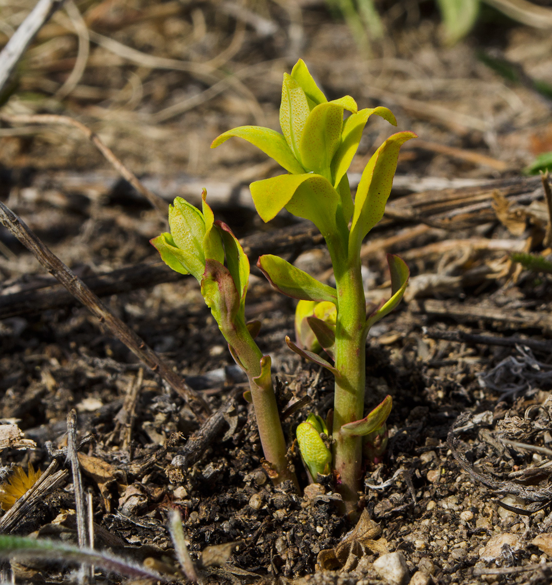 Image of genus Euphorbia specimen.