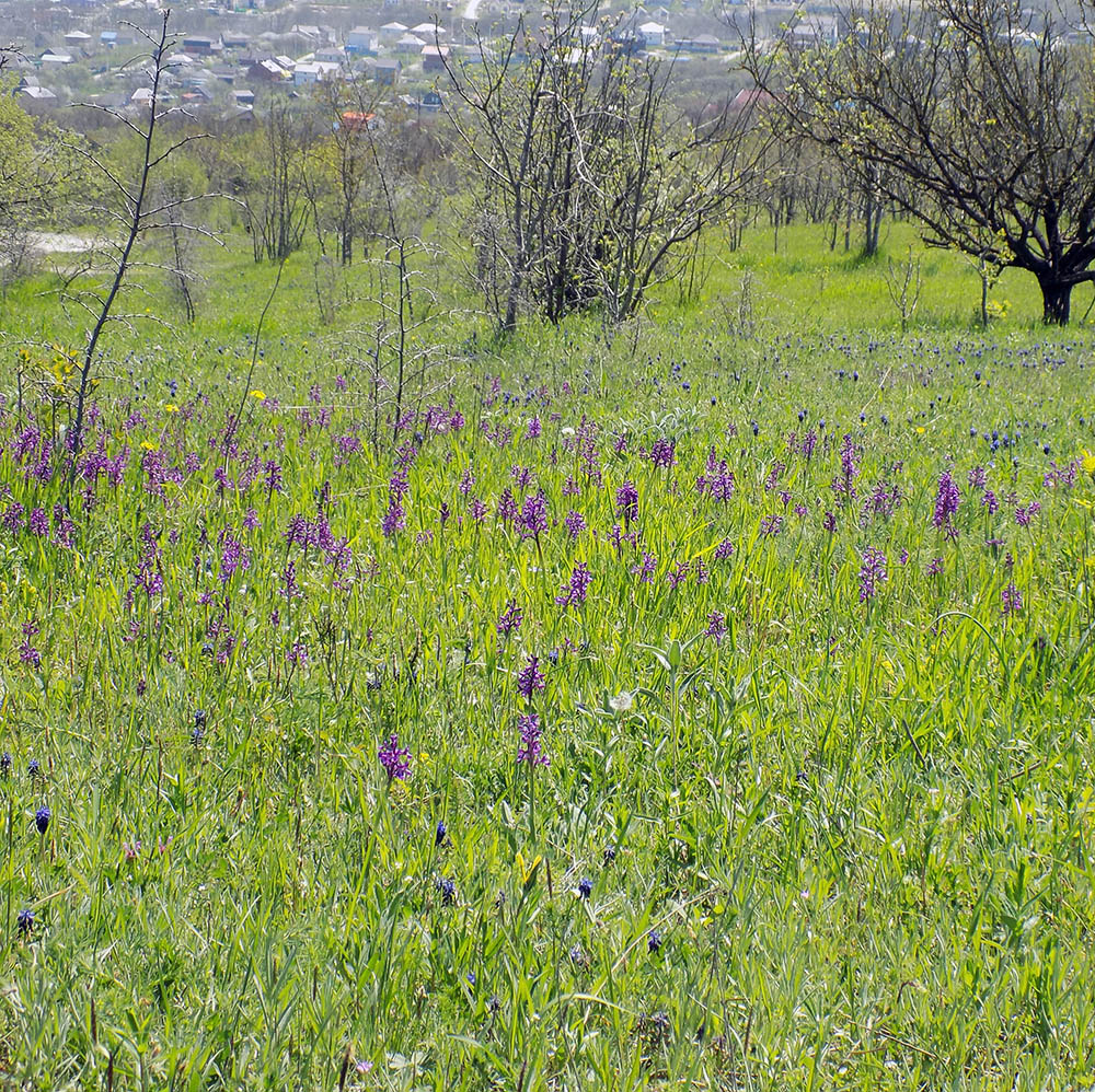 Image of Anacamptis morio ssp. caucasica specimen.