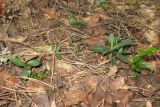 Goodyera repens