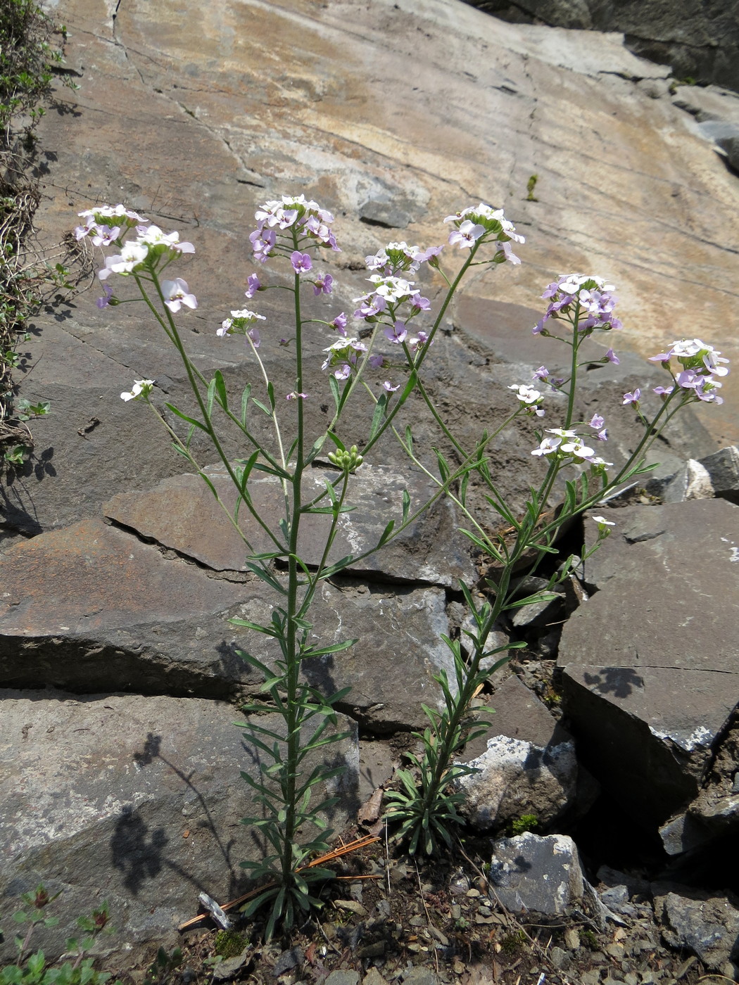 Изображение особи Stevenia incarnata.