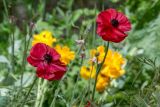 Ranunculus asiaticus. Верхушки побегов с цветками. Израиль, г. Иерусалим, ботанический сад университета. 01.05.2019.