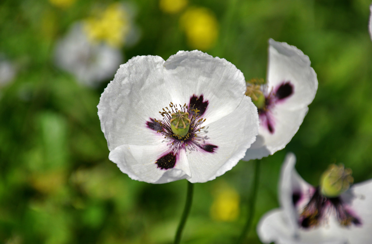 Image of Papaver albiflorum specimen.