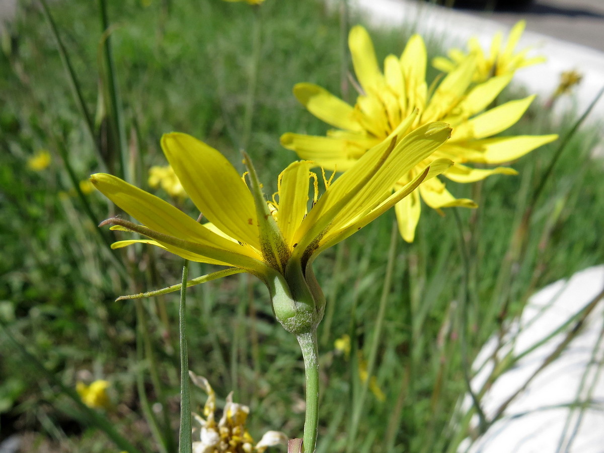 Image of Tragopogon podolicus specimen.