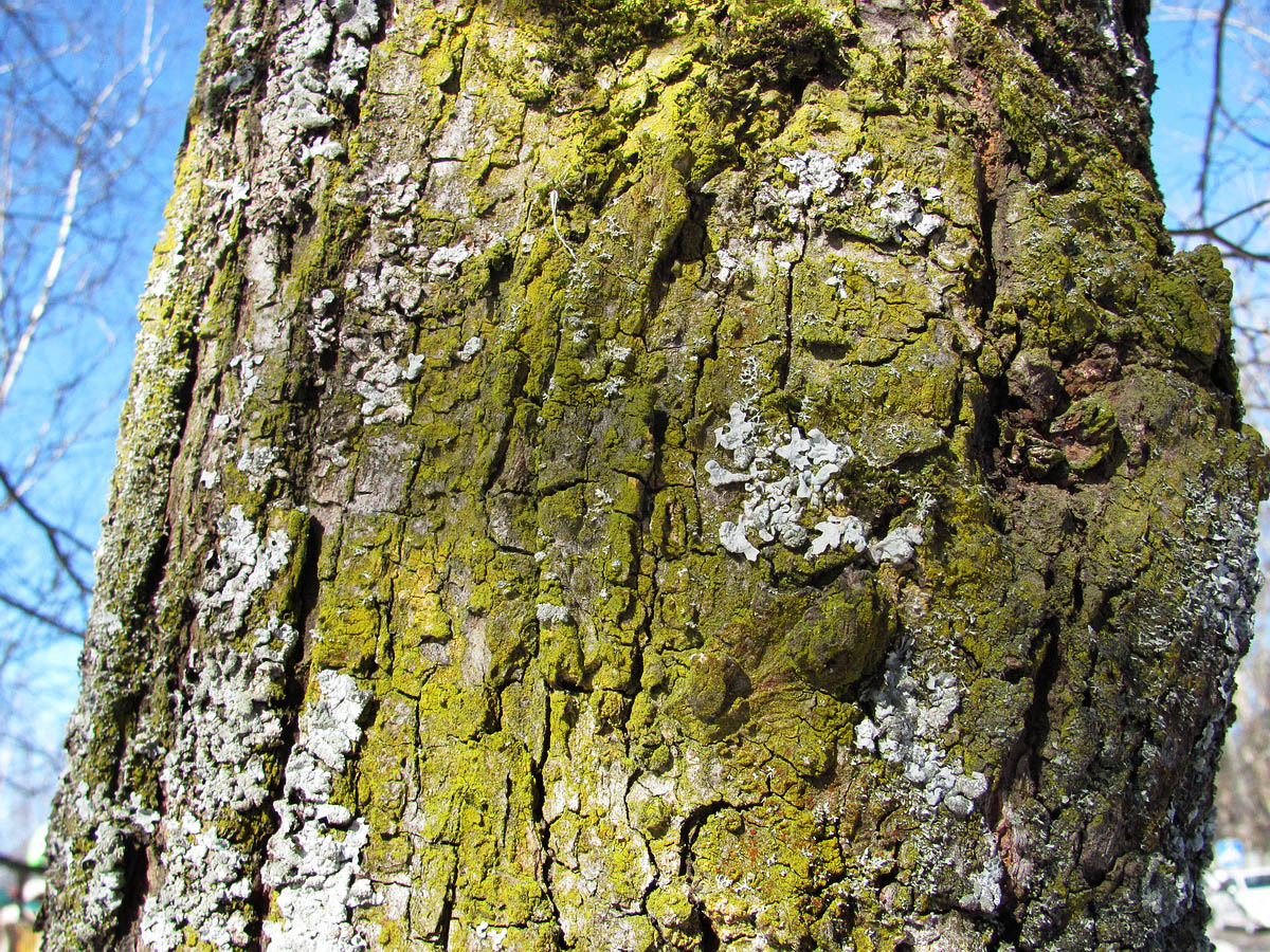 Image of class Lecanoromycetes specimen.