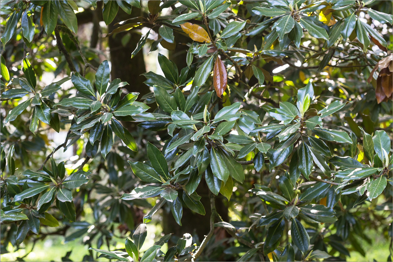 Image of Magnolia grandiflora specimen.