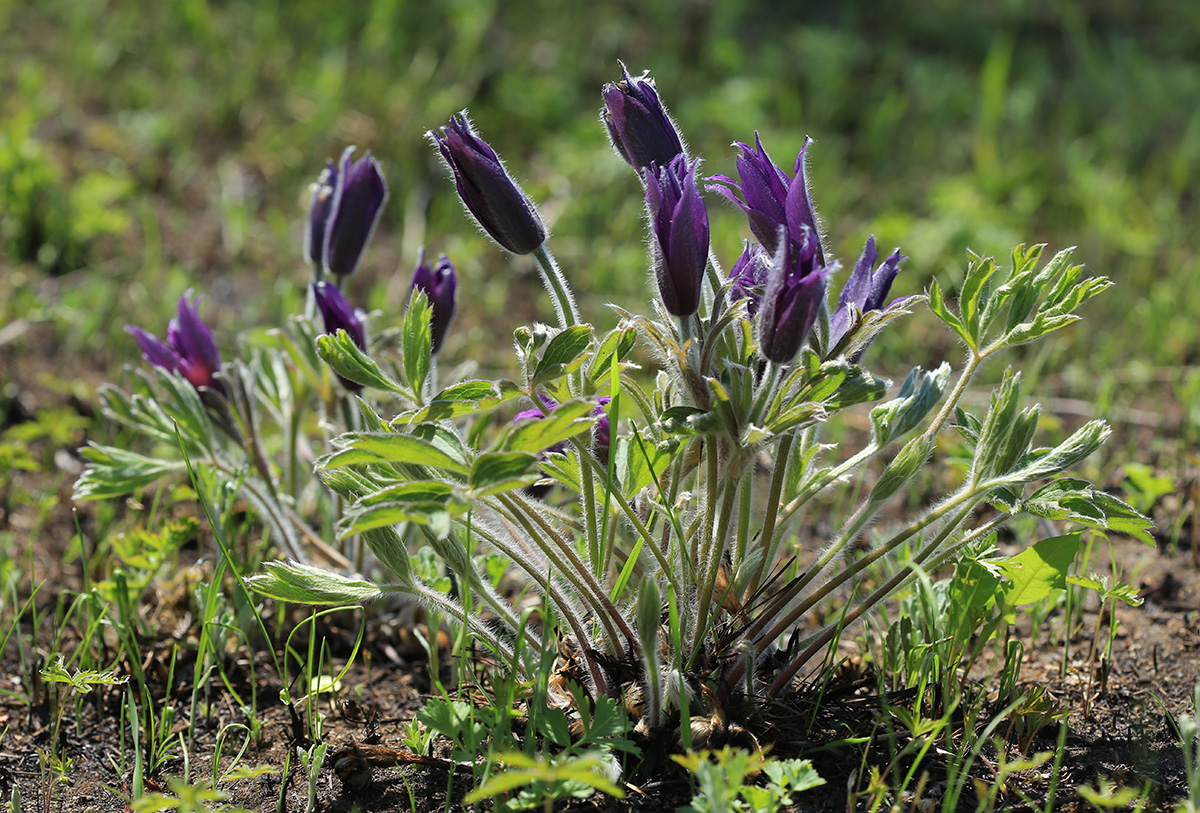 Image of Pulsatilla chinensis specimen.