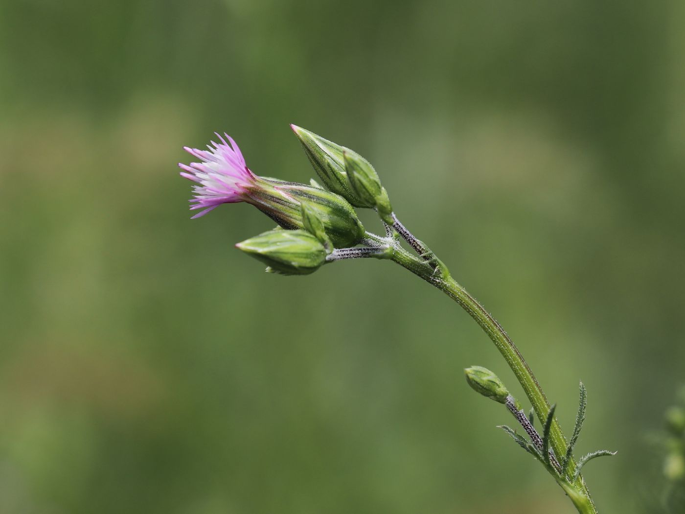 Image of Crupina vulgaris specimen.