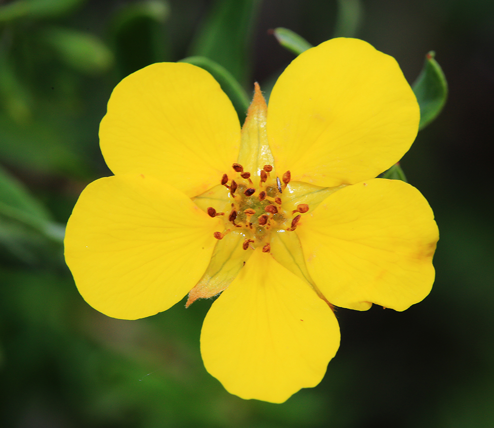 Image of Dasiphora flava specimen.