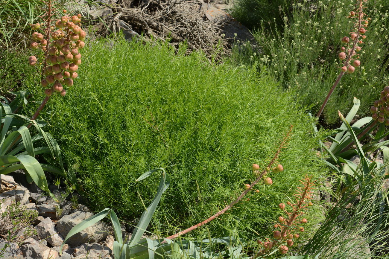 Изображение особи Acanthophyllum gypsophiloides.