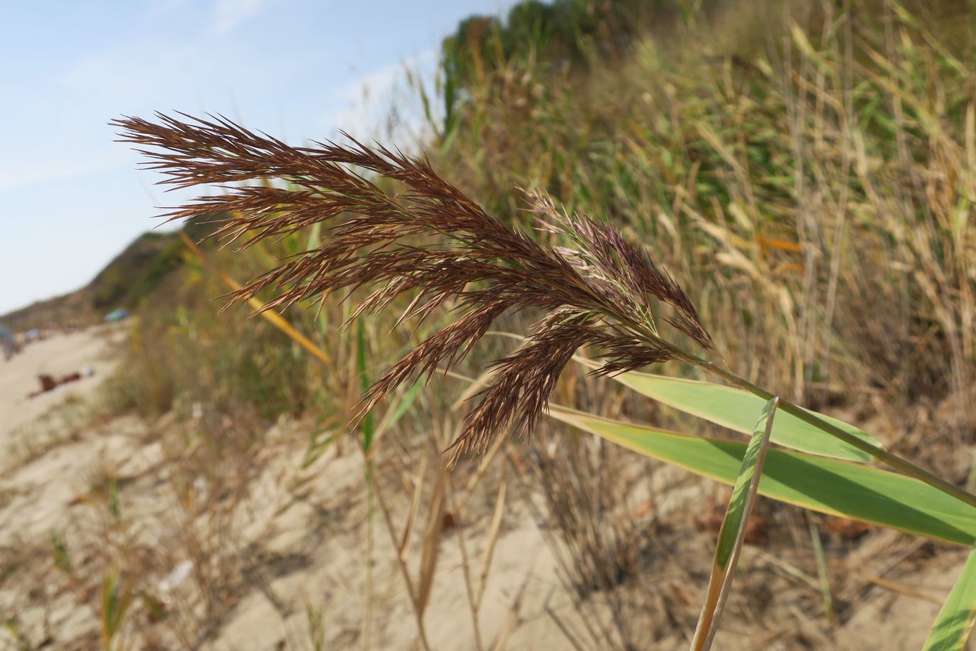 Image of genus Phragmites specimen.