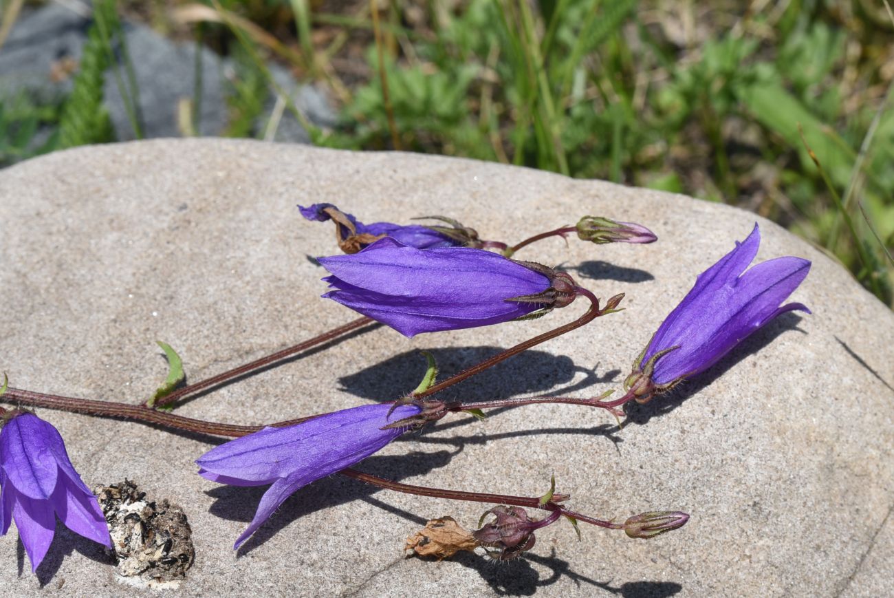 Изображение особи Campanula hohenackeri.