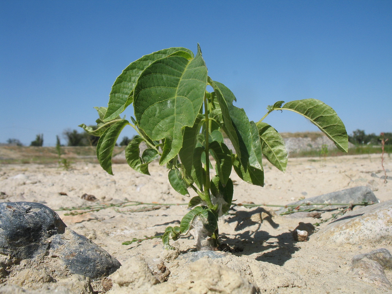 Изображение особи Juglans regia.