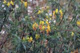genus Piptanthus. Ветви с цветками. Бутан, дзонгхаг Тхимпху, национальный парк \"Jigme Dorji\". 02.05.2019.
