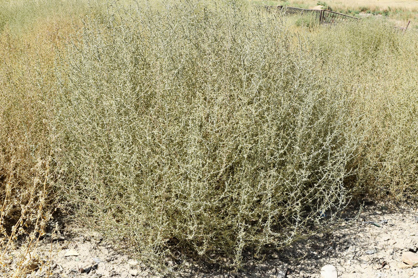 Image of Salsola tragus specimen.