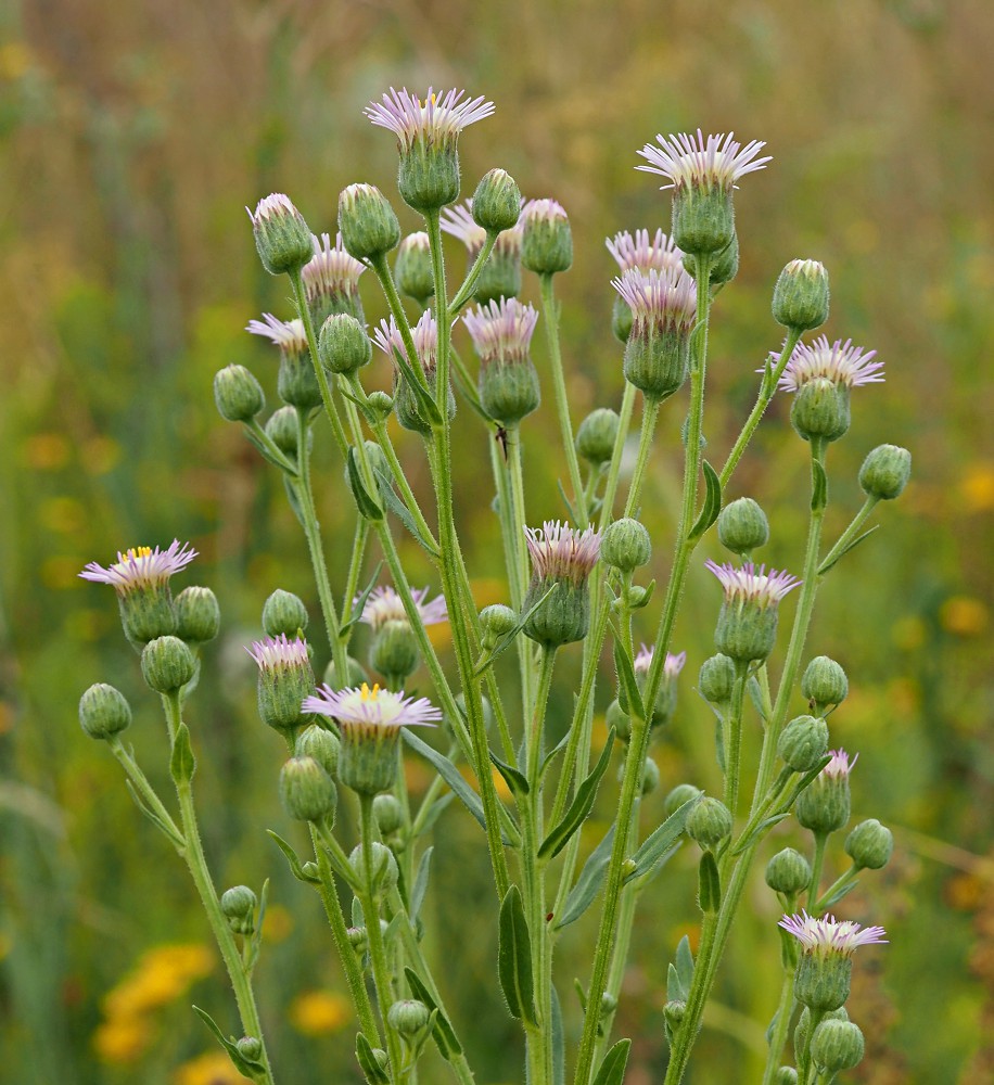 Изображение особи Erigeron podolicus.