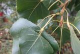 Populus × canadensis. Части листьев на верхушке побега с галлом тли Pemphigium. Тверь, р-н Затверечье, Затверецкая наб., в озелениии. 02.10.2022.