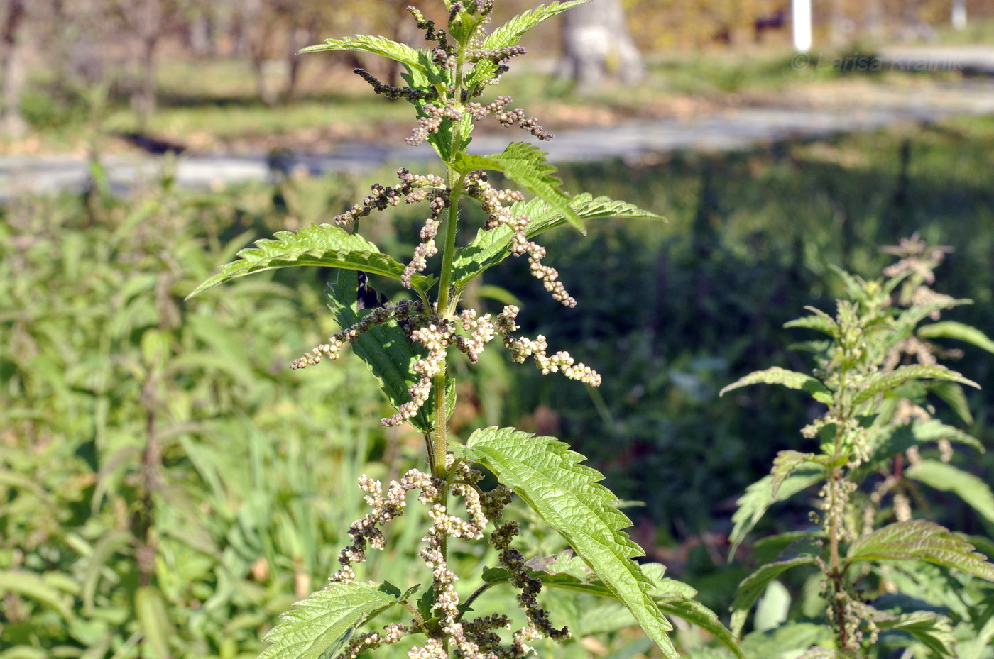 Image of Urtica angustifolia specimen.