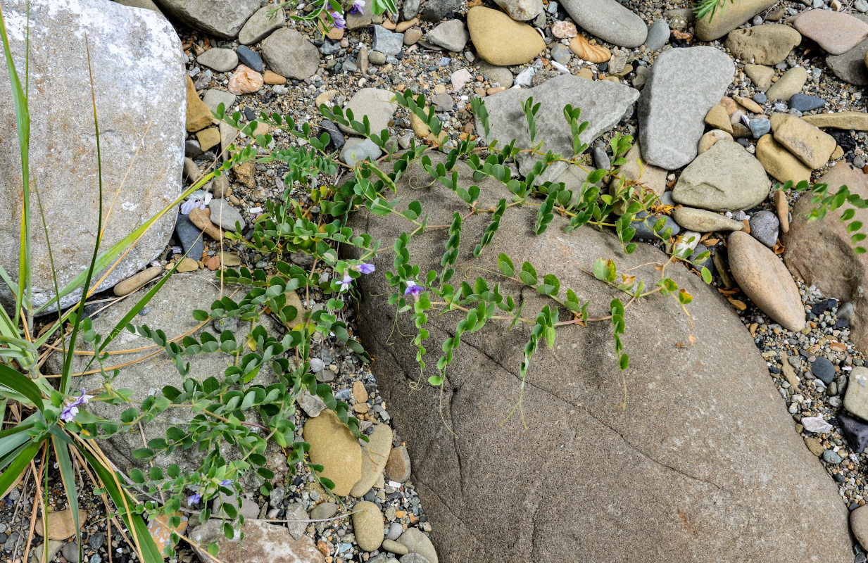 Изображение особи Lathyrus japonicus.