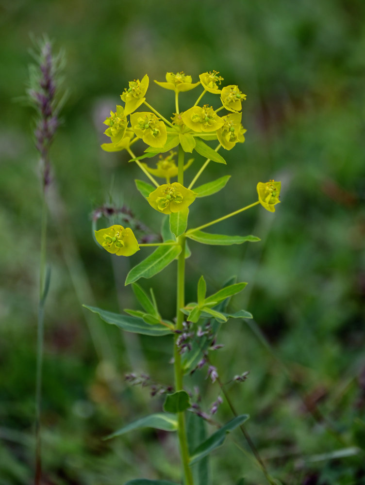 Изображение особи Euphorbia iberica.