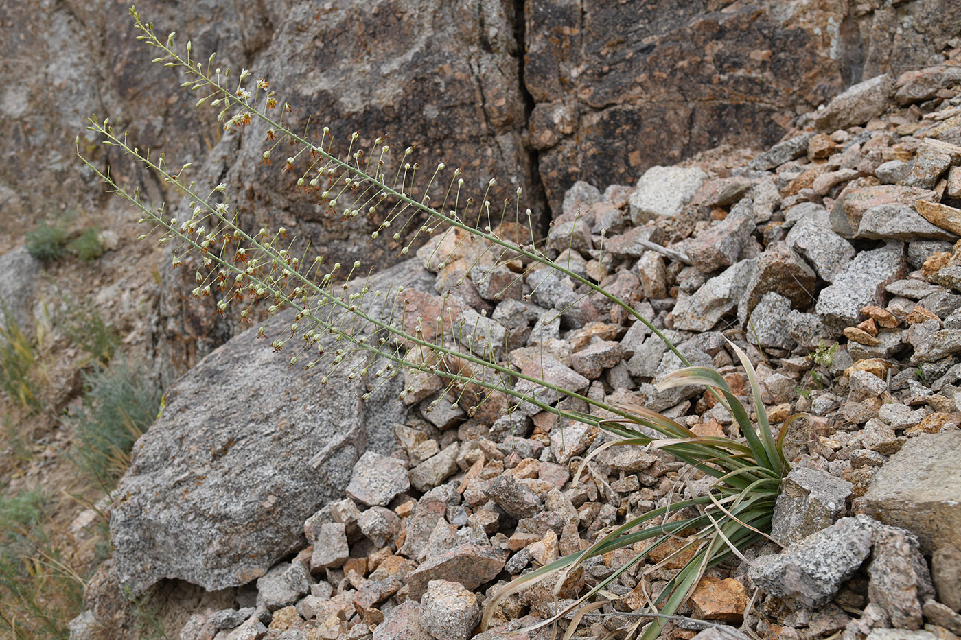 Image of Eremurus soogdianus specimen.