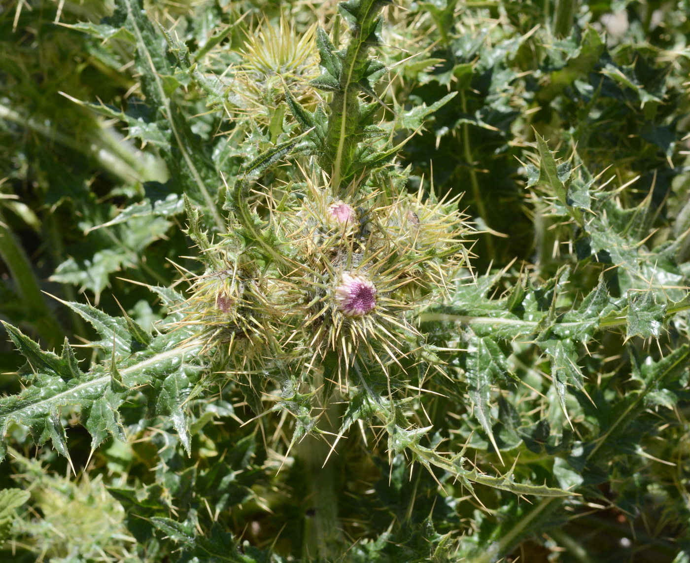 Изображение особи Cirsium semenowii.