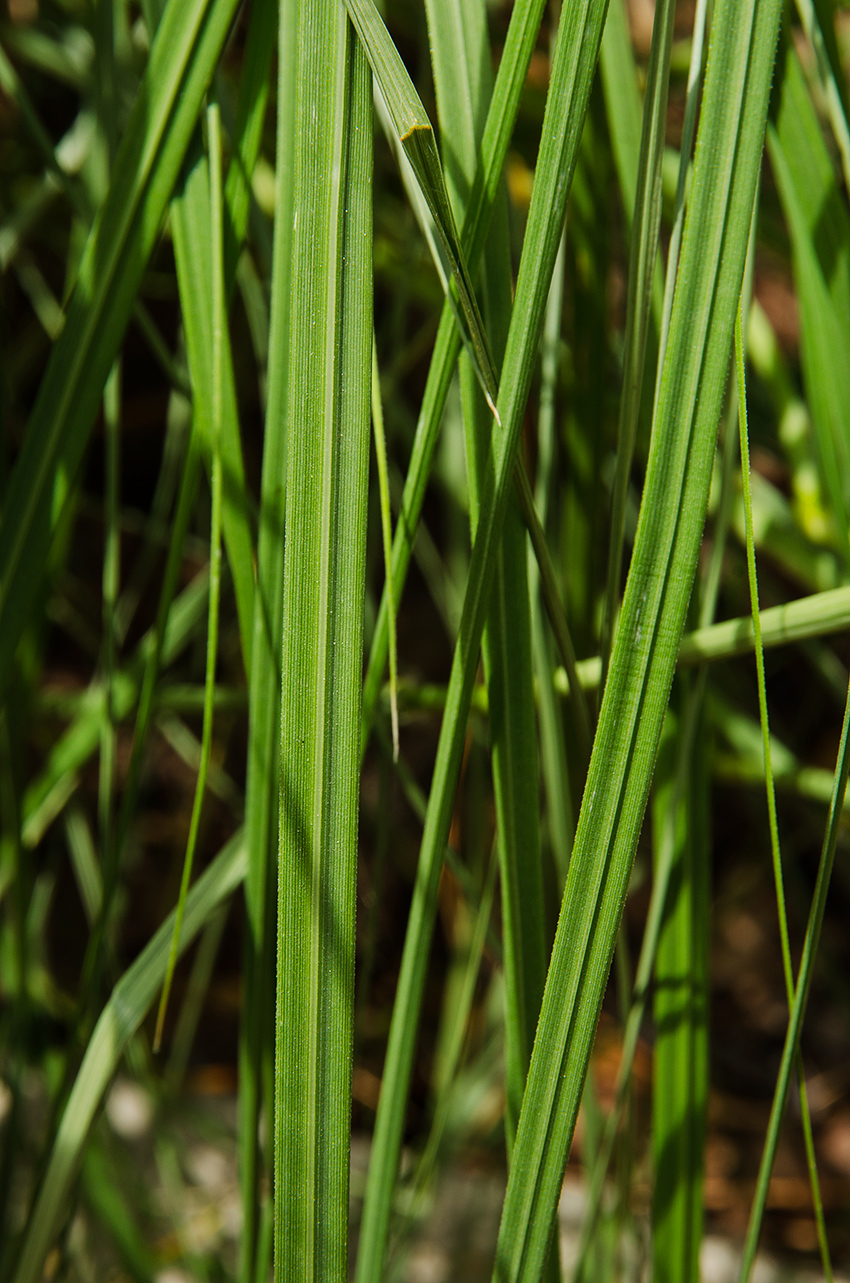 Image of Pennisetum alopecuroides specimen.