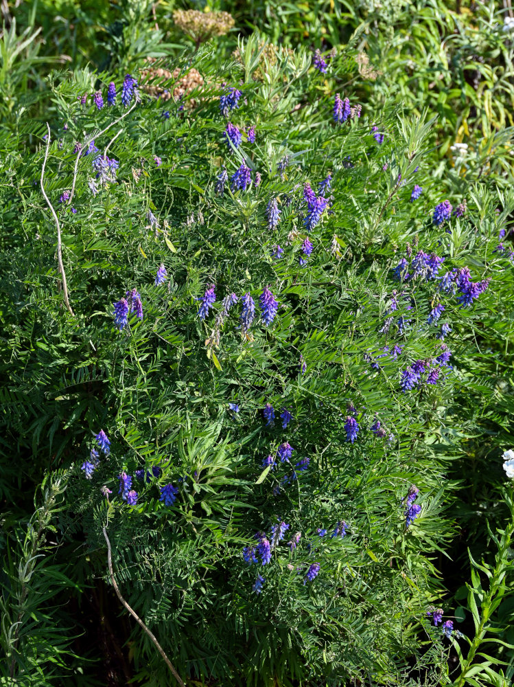 Image of Vicia cracca specimen.