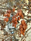 Koelreuteria paniculata. Зрелое соплодие. Испания, автономное сообщество Андалусия, провинция Гранада, г. Гранада, уличное озеленение. Январь.