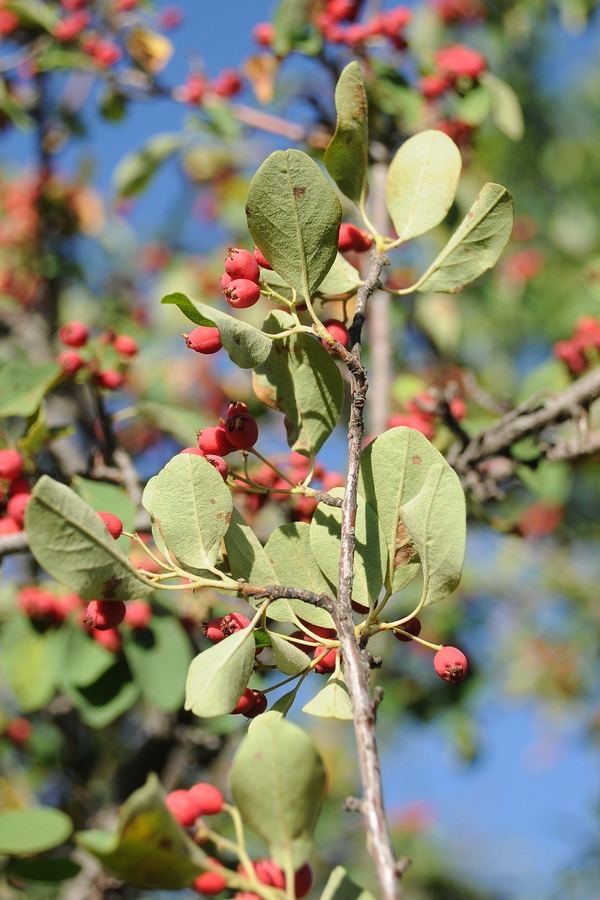 Image of Cotoneaster multiflorus specimen.