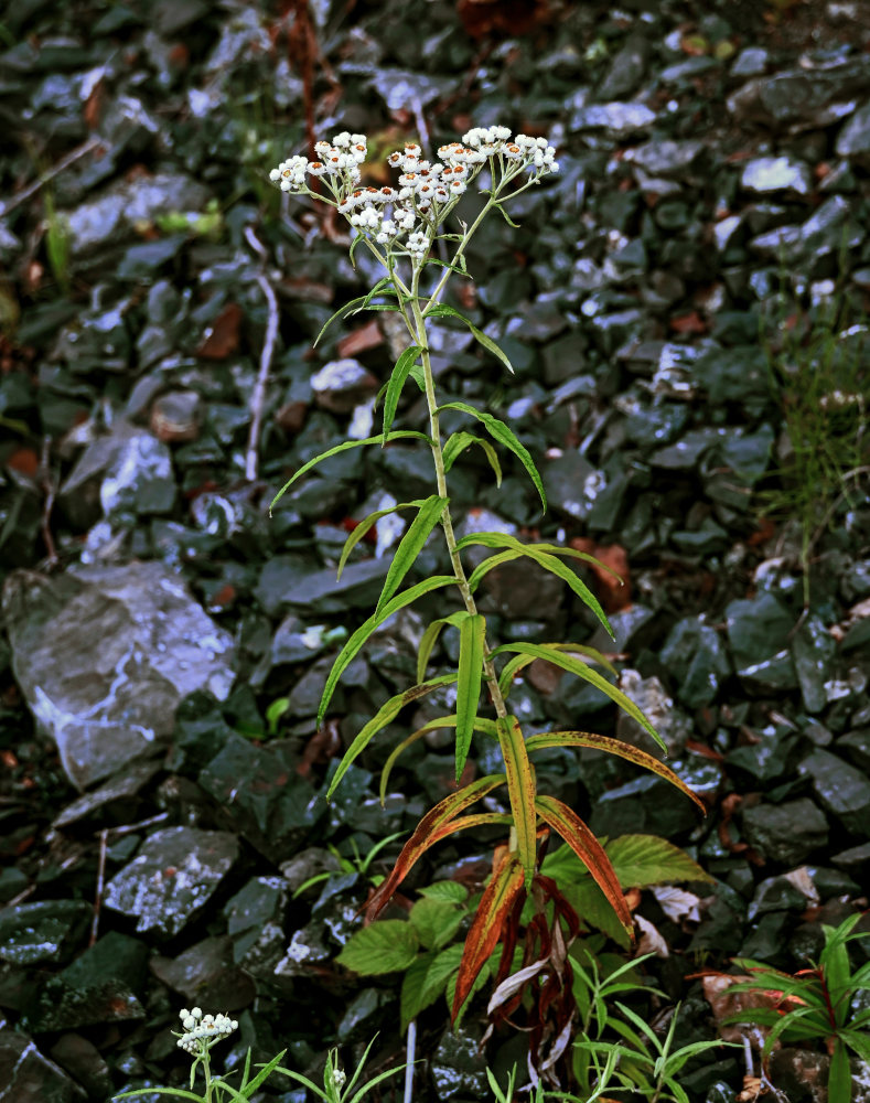 Изображение особи Anaphalis margaritacea.