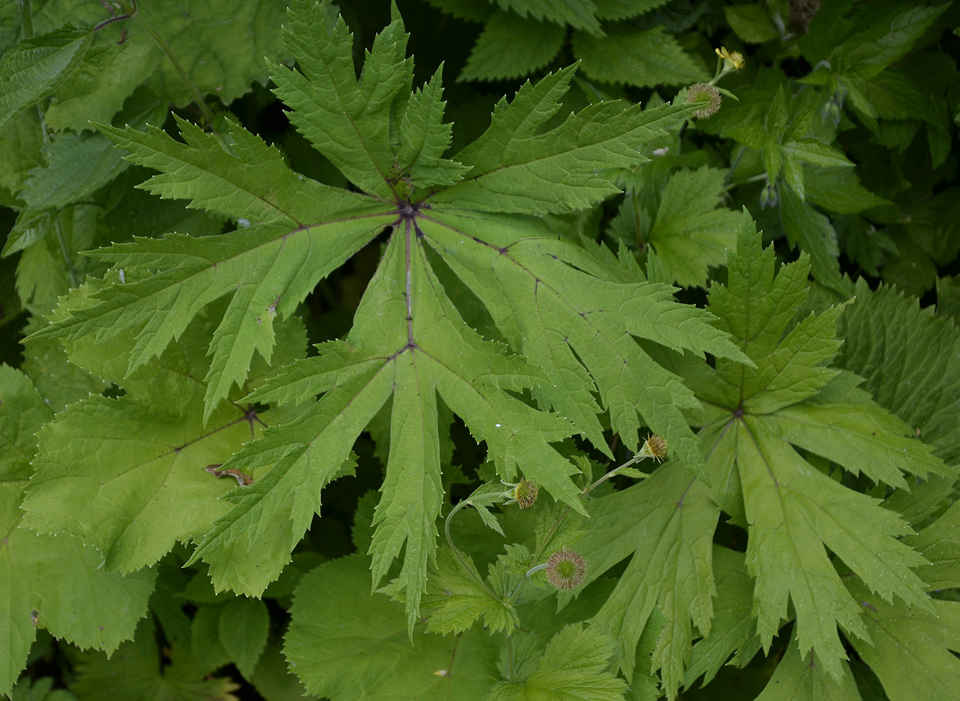 Изображение особи Heracleum aconitifolium.