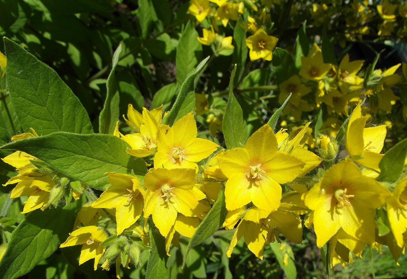 Image of genus Lysimachia specimen.