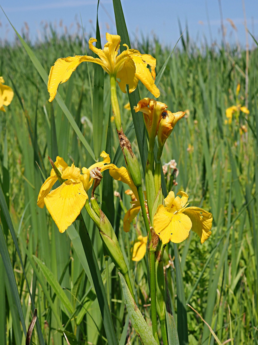 Image of Iris pseudacorus specimen.